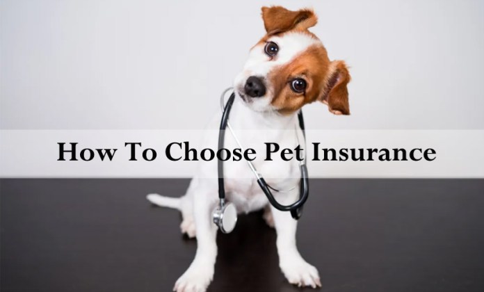 How To Choose Pet Insurance