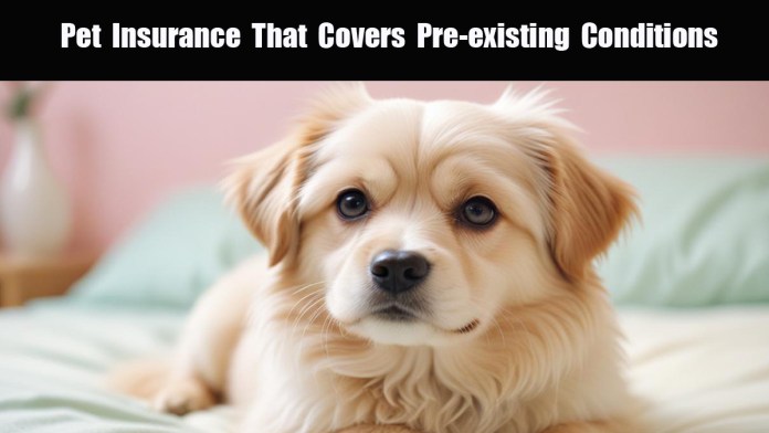 Pet Insurance That CoverS Pre-Existing Conditions